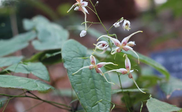 Epimedium Sagittatum Flowers Pictures