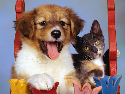 pics of puppies and kittens together. PUPPIES AND KITTENS TOGETHER