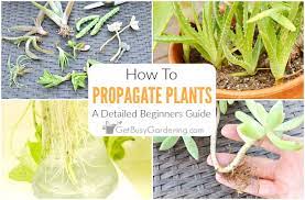 Propagation of Crops- All You Need to Know
