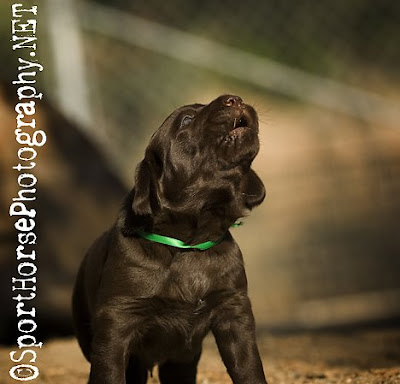 chocolate lab puppies. Chocolate Lab puppy seen in