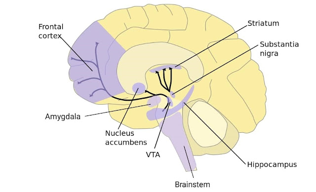 Dopamine rush.