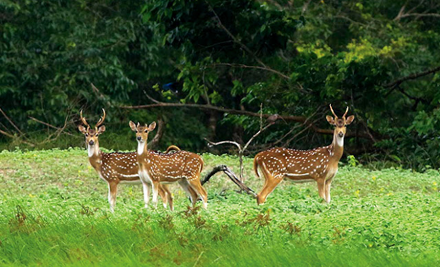 Deer-of-Sundarban