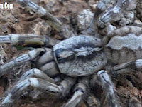 Tarantula Raksasa Sebesar Kepala Manusia Dari Sri Lanka