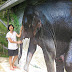 Elephant mural 大象壁畫