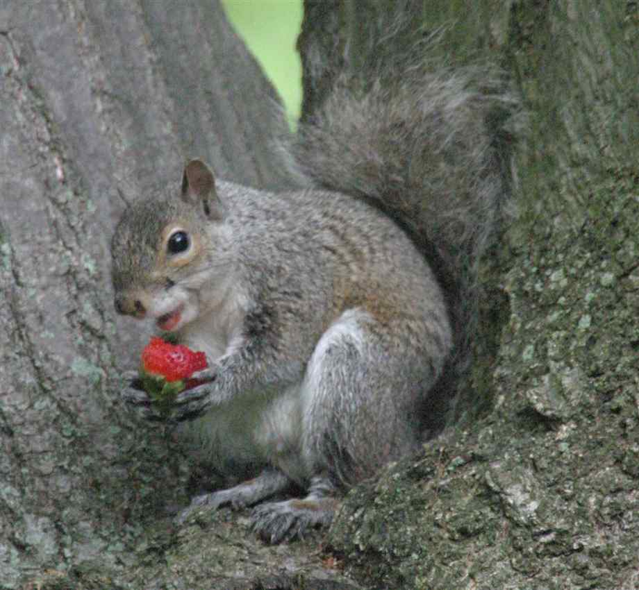 A Peaceful Plate: July 2011