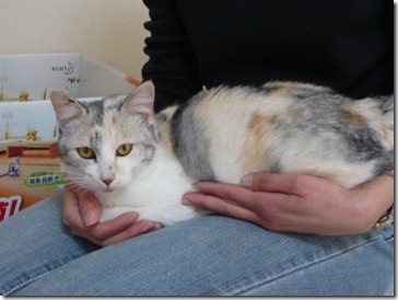 imamura-image003