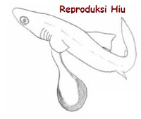 reproduksi ikan hiu