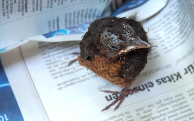 Blackbird B&B caring for a Blackbird