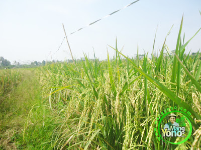 Vidio : Padi Galur Genjah TRISAKTI Umur 65 HST  Di Sawah Rawa Sudah Matang Adonan - 75 HST Panen