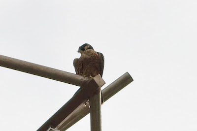 Peregrine Falcon (Shaheen)