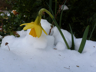 Snow and the daffs