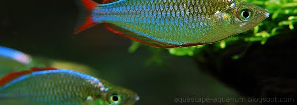 Freshwater Tropical Rainbowfishes Species