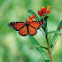 Lovely Butterflies With Roses Wallpapers