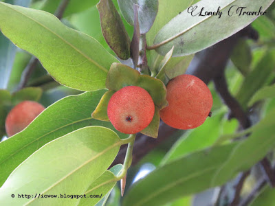 Indian Persimmon - Diospyros embryopteris