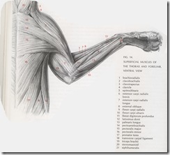 forelimb and thorax muscles of a cat