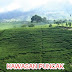 Membuat Pertanyaan Teks Indahnya Kebun Teh Di Puncak, Bogor