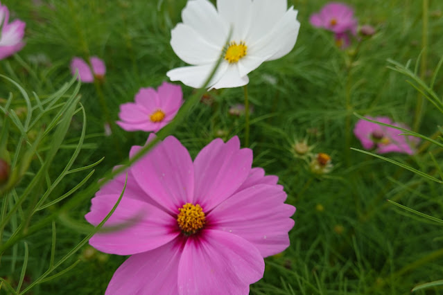 鳥取県西伯郡南部町鶴田　とっとり花回廊　秘密の花園