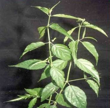 sabah snake grass, daun belalai gajah, pokok penawar kanser, sabah clinathus nuthan