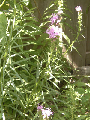 [Photo: Liatris spicata starting to bloom.]