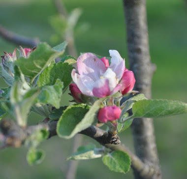 Pink and white apple blossoms