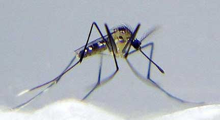 Uranotaenia Lowii Mosquito