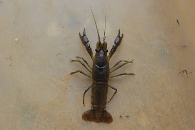 Marbled crayfish