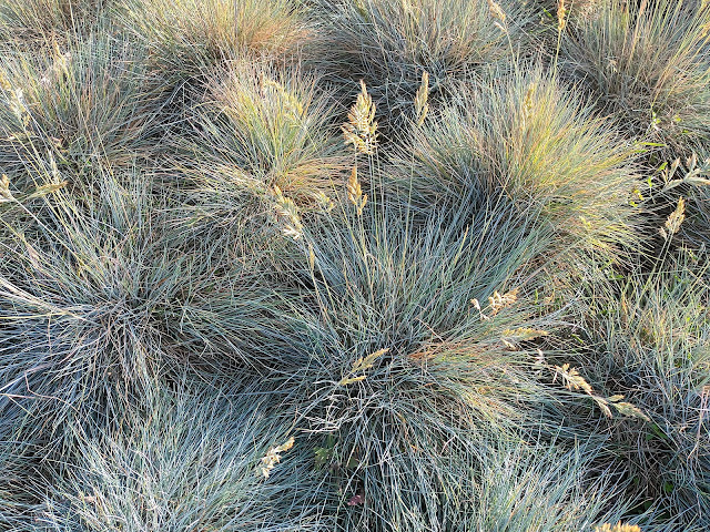 Festuca Azul o Castañuela Azul (Festuca glauca Vill.).