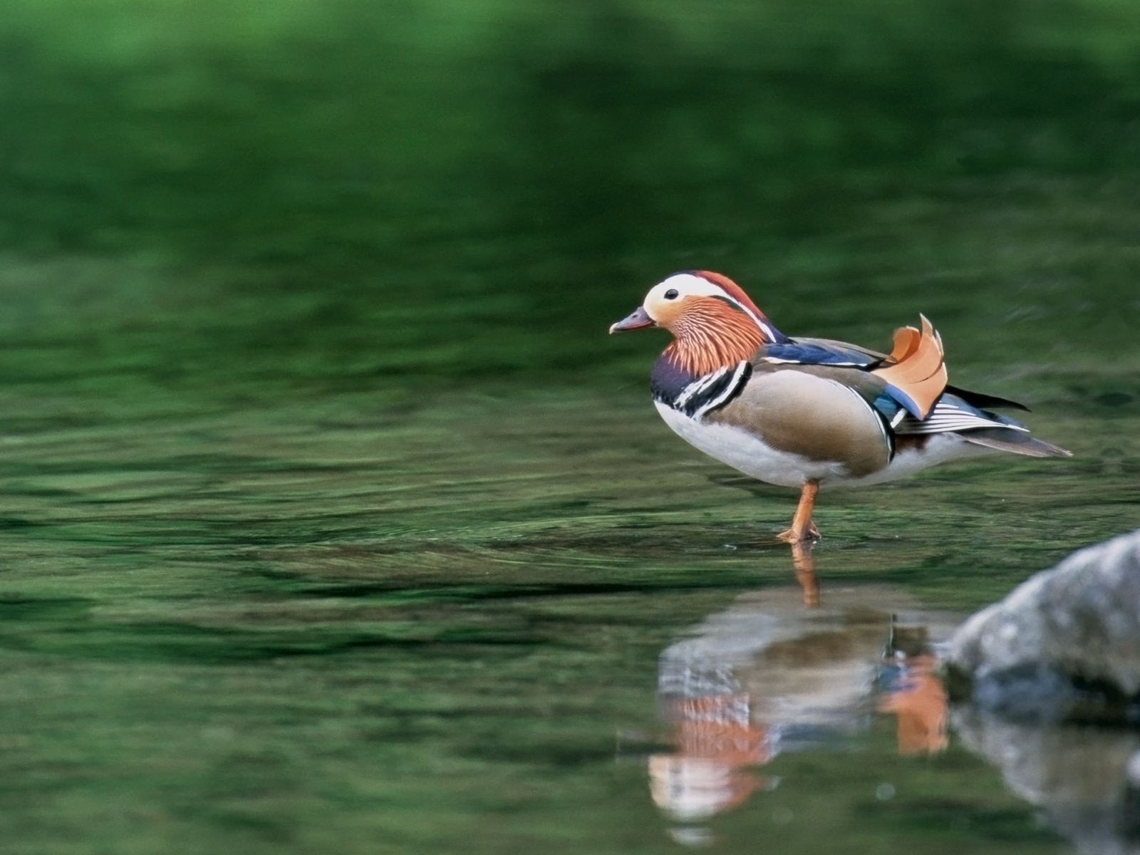 National Geographics: ducks wallpaper