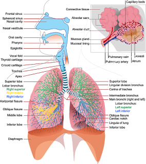 Top 6 Way To Keep Your Lungs Healthy