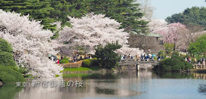 新宿御苑の桜（満開リベンジ）