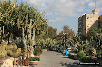 Jardín de Cactus, Jolón