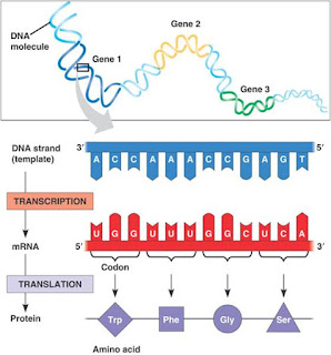 Sintesis protein