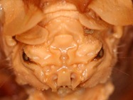 Bat Face1