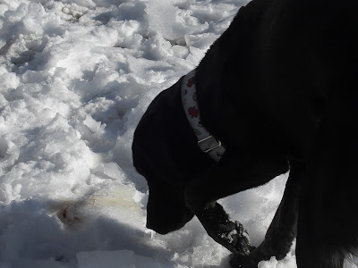 Picture of Rudy sniffing snow