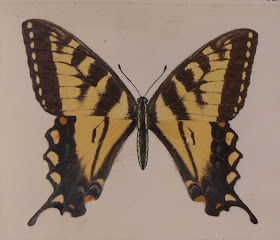An image of a yellow and black butterfly.