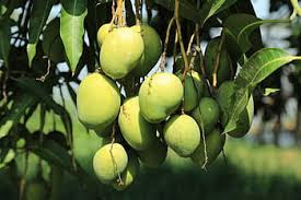 15 Uses Of Mango Tree In Hindi Language-आम का पेड़