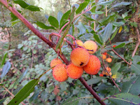 Excelente imagen del fruto del madroño en  Vallgorguina. P. N. del Montnegre y Corredor