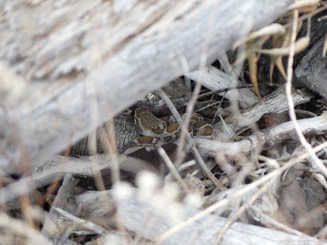 wide head and good color variation