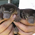 Platypus Babies