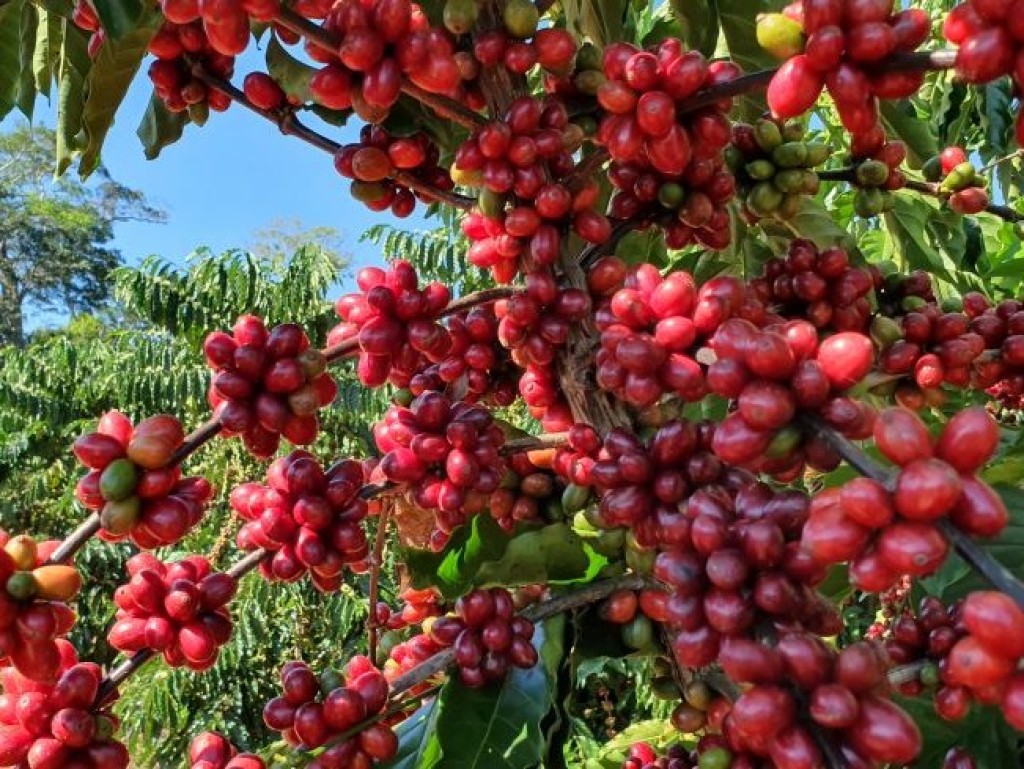 CAFÉ: Mesmo com avanço da colheita de arábica, negócios estão lentos