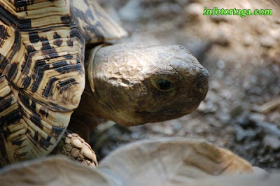 Stigmochelys pardalis