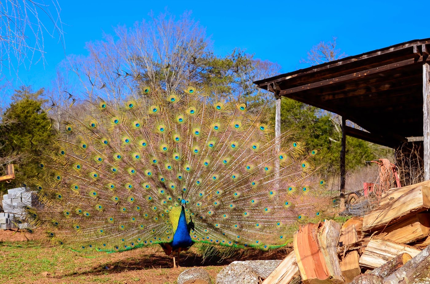 peacock-19454