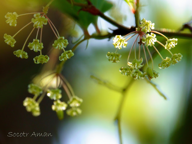 Smilax china