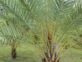 Phoenix dactylifera - Palmier dattier