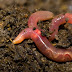 Economic importance of earthworm.