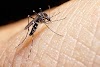 Zika virus continues to dominate world news