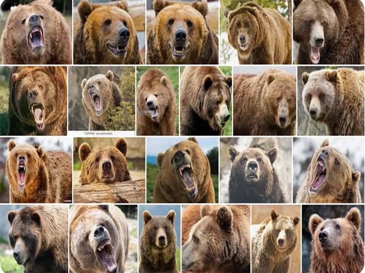 Types of Bears: Which One Is Your Spirit Animal?
