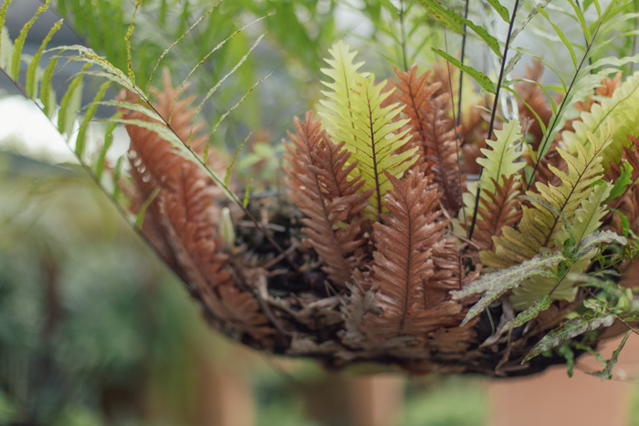 hanging basket ferns brisbane botanics