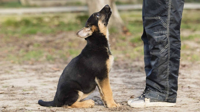 training a german shepherd puppy