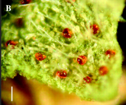 microfotografía cannabis 2700 años